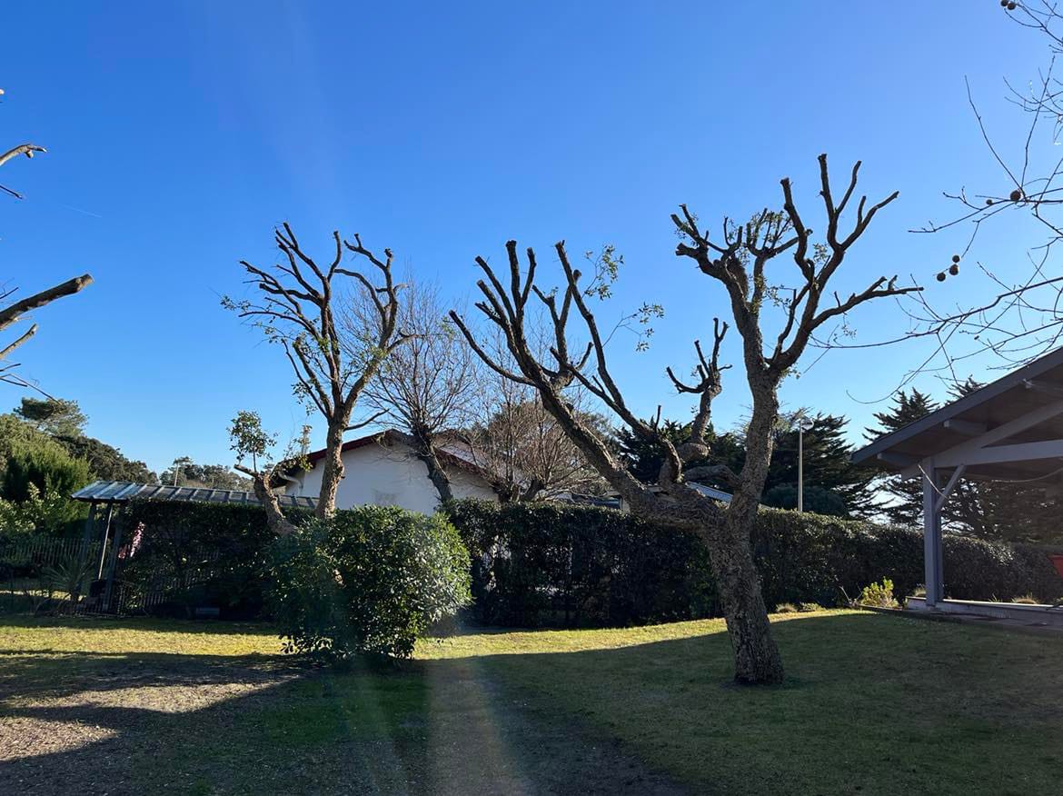 ETCHEVERRY PAYSAGE élagueur Dax